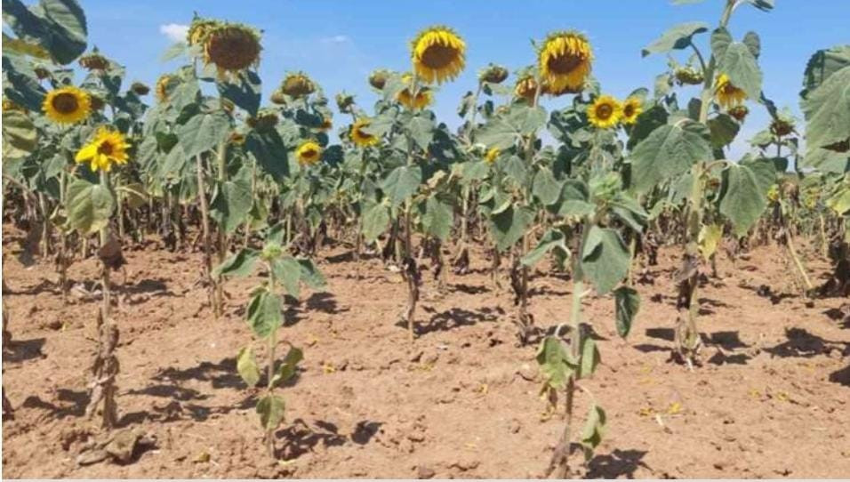 Adana'da Ayçiçek Tarlaları Aşırı Sıcaktan Kuruyor