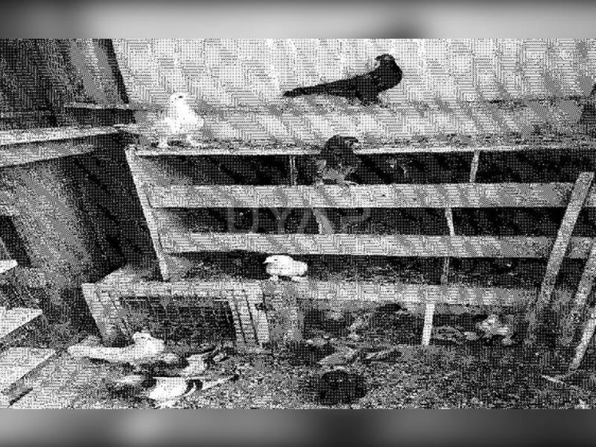 İneklerden sonra  güvercinlere de haciz 